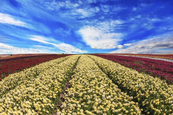Windy day on the farm on cultivation of buttercups- ranunculus garden. Large field of yellow and
