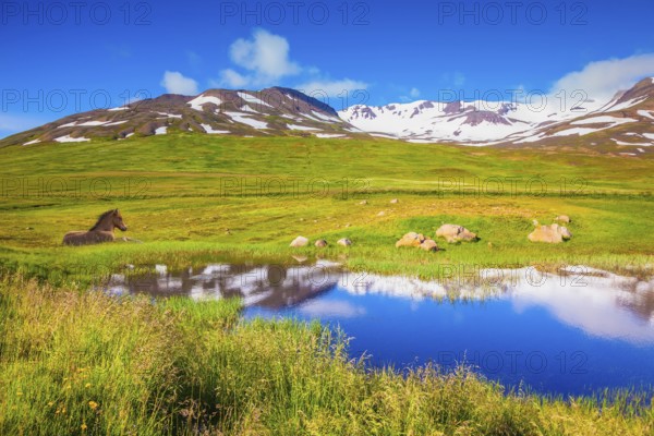 Summer Iceland. Small lake among fields of green grass. At the water resting beautiful Icelandic