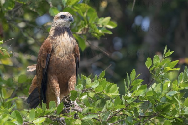 Fish Buzzard (Busarellus nigricollis), Pantanal, inland, wetland, UNESCO Biosphere Reserve, World