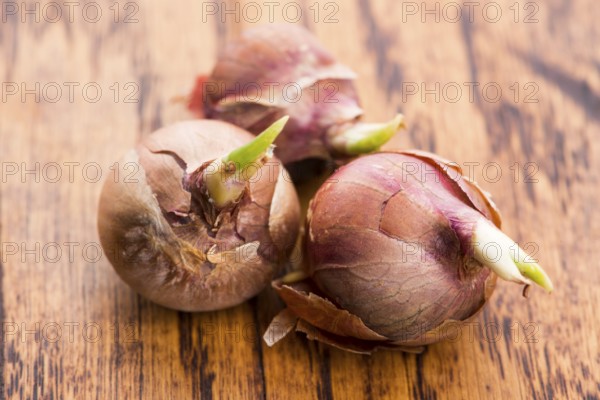 Tree onions, topsetting onions, walking onions or Egyptian onions Allium proliferum