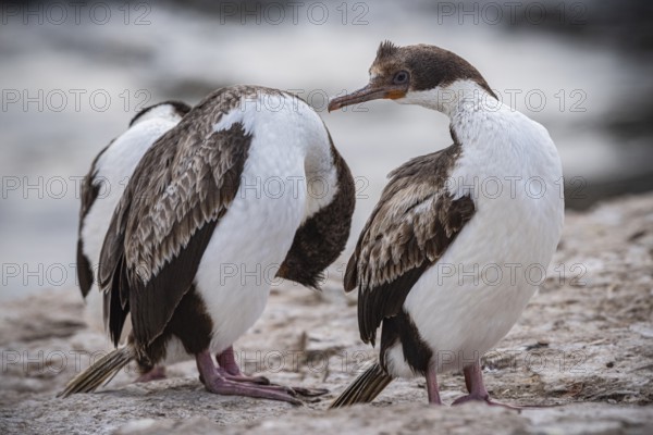 Blue-eyed Cormorant (Phalacrocorax atriceps), also Imperial shag, young birds grooming their