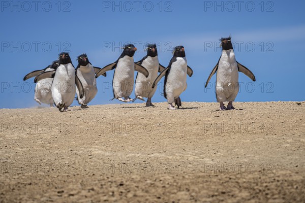 Rockhopper penguins (Eudyptes chrysocome) on the way to their colony, Pebble Island, Falkland