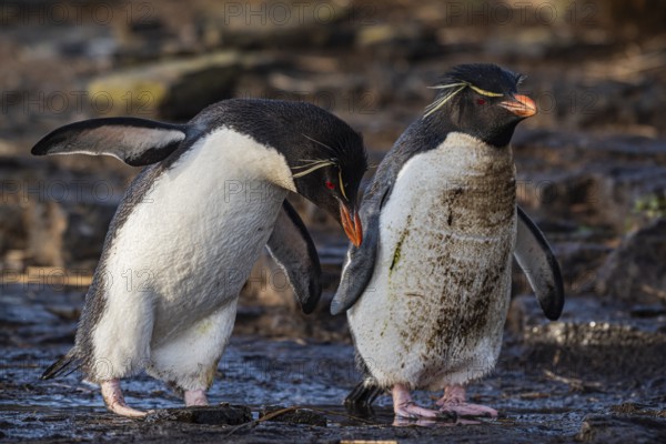 Rockhopper penguins at a water source, Bleaker Island, Falkland Islands, Great Britain, South