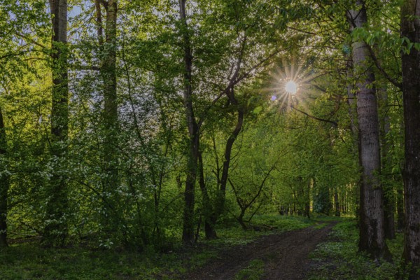 Sunbeams break through the trees onto a path in the green forest, Isar floodplains between