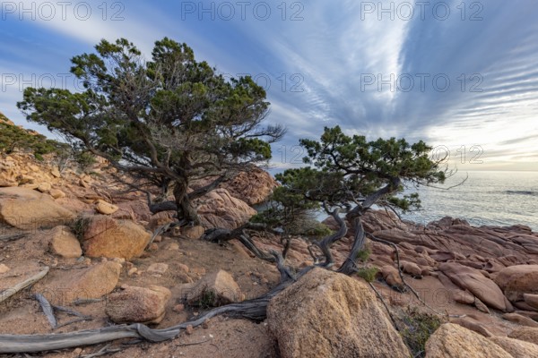 Coastal landscape with bizarre, red rocks and weathered, gnarled trees at sunset over the sea,