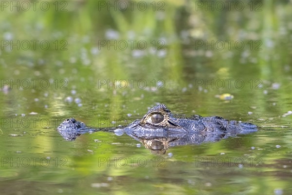 Spectacled caiman (Caiman crocodilus yacara), Crocodile (Alligatoridae), crocodile (Crocodylia),