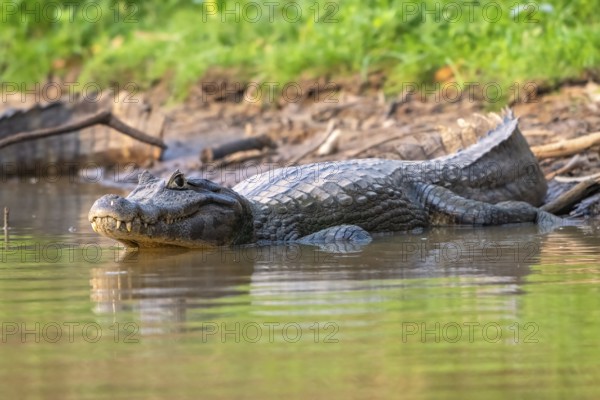Spectacled caiman (Caiman crocodilus yacara), Crocodile (Alligatoridae), crocodile (Crocodylia),