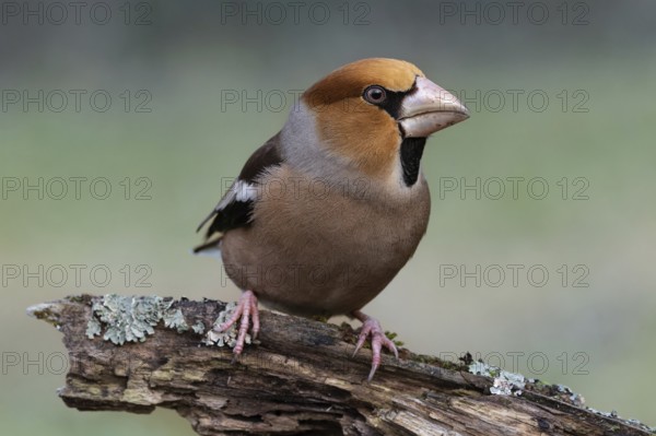 Male hawfinch (Coccothraustes coccothraustes) sitting on a rotten tree trunk covered with lichen,