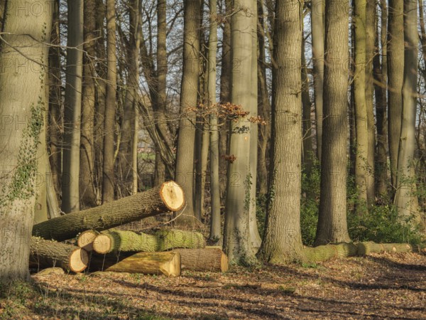Felled tree trunks lying on the forest floor between tall tree trunks in the sunlight, wüllen,