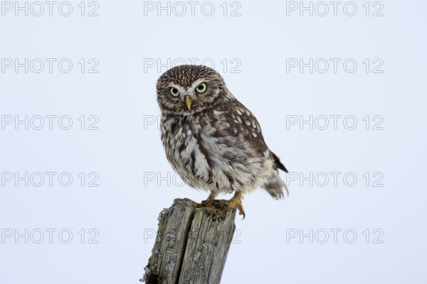 Pygmy Owl (Glaucidium passerinum), adult, in the snow, in winter, perch, alert, Bohemian Forest,