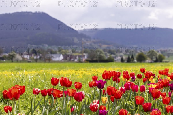 Tulip field for self-picking near Nabern on the Albtrauf of the Swabian Alb. Kirchheim unter Teck,