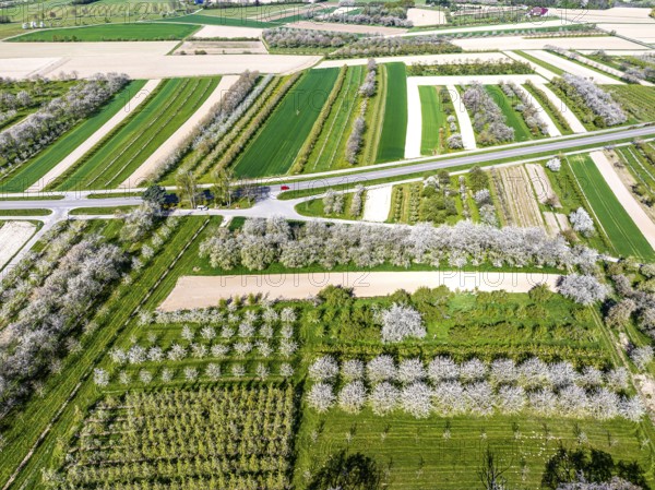 Spring near Sasbach in the Achertal in the Ortenau district. Orchards in bloom.Sasbach,