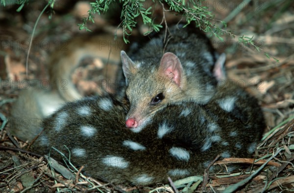 Eastern (Dasyurus viverrinus) Quolls, pair, resting, South Australia, Tuepfelbeutelmarder, Paar,