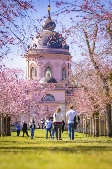 People walking through cherry blossom alley to the pink mosque on a sunny spring day, cherry
