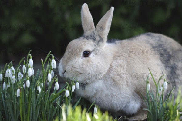 Rabbit (Oryctolagus cuniculus), Easter, snowdrops, Easter bunny, spring, portrait of a rabbit