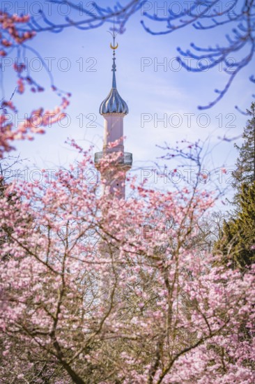 High minaret towers over blossoming cherry trees, blue sky, cherry blossom garden, Schwetzingen