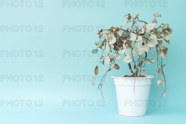 Neglected withered house plant with hanging dry leaves in white flower pot on blue background.