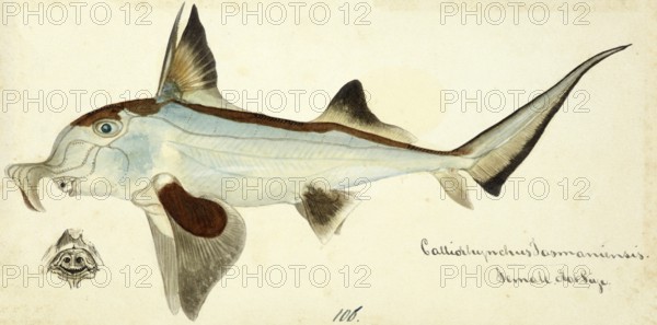 Australian ghostshark, Callorhinchus milii, a species of the genus of the plough-nosed chimaeras,