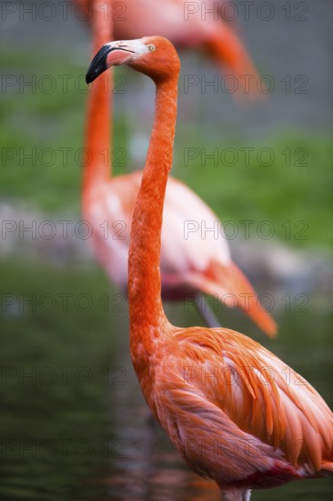 American or Caribbean Flamingo (Phoenicopterus ruber ruber), adult bird, found in the Caribbean and
