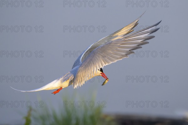 An Arctic tern (Sterna paradisaea) in flight holding a small fish in its beak, Eidersperrwerk,