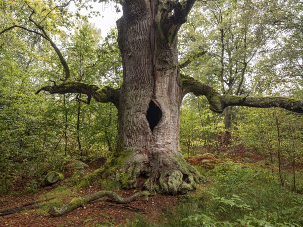 Chimney oak (Quercus), about 400 years old oak in the primeval forest Sababurg, estate district