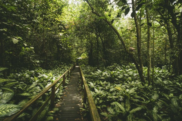 A wooden walkway winds through the dense jungle, surrounded by lush greenery, Sukau Cave, Borneo,