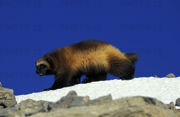 North American Wolverine (gulo gulo) luscus, Adult standing on Snow, Canada, North America