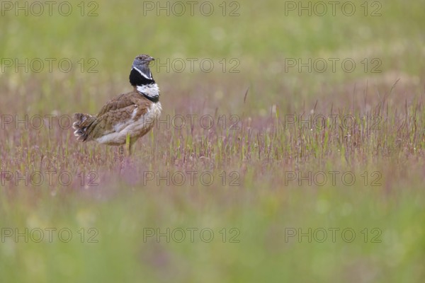 Little bustard (Tetrax tetrax) Outarde canepetière, Sisón Común, Hides De Calera / Great Bustard,