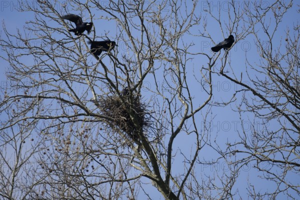 Rook (Corvus frugilegus), crow colony, plane tree avenue, Heilbronn, Neckar bank, Neckar, Neckar