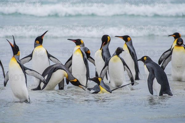 King penguins (Aptenodytes patagonicus), on the beach, Volunteer Point, Falkland Islands, Great