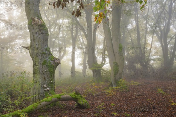 Mystical forest scene with misty trees and autumnal foliage, Hutewald Halloh, Hesse, Germany,