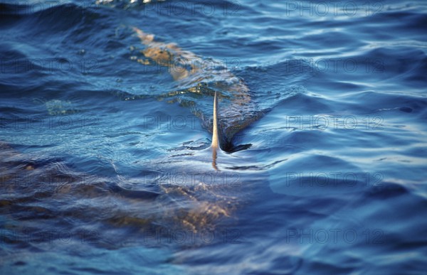 Lemon Shark at the surface, Shark fin, Negaprion brevirostris, Bahamas, Atlantic Ocean, Central