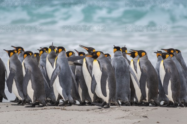 King penguins (Aptenodytes patagonicus) on the beach, Volunteer Point, Falkland Islands, Great