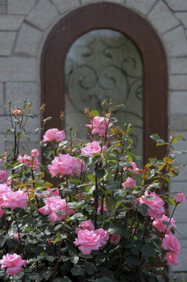 Shrub rose in pink flowering in the garden, Rosa shrub roses with arched door Rose garden in