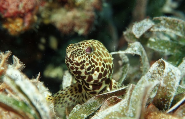 Dwarf honeycomb perch on seagrass, Epinephelus merra, Indonesia, Wakatobi Dive Resort, Sulawesi,
