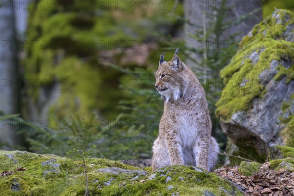 A sitting lynx (Lynx lynx) staring into the distance on a moss-covered rock in the forest, Captive,