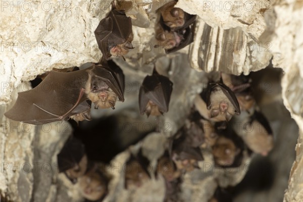 Lesser horseshoe bat (Rhinolophus hipposideros), female with young in maternity roost, bat