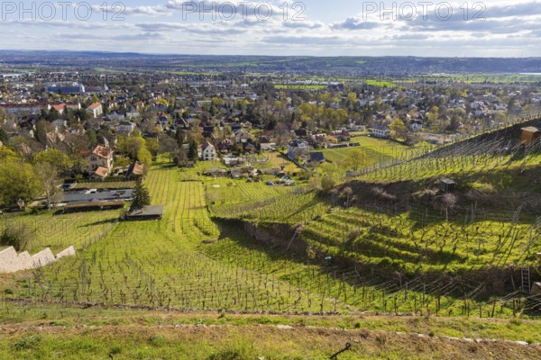 Vineyards in spring light, Radebeul, Saxony, Germany, Europe