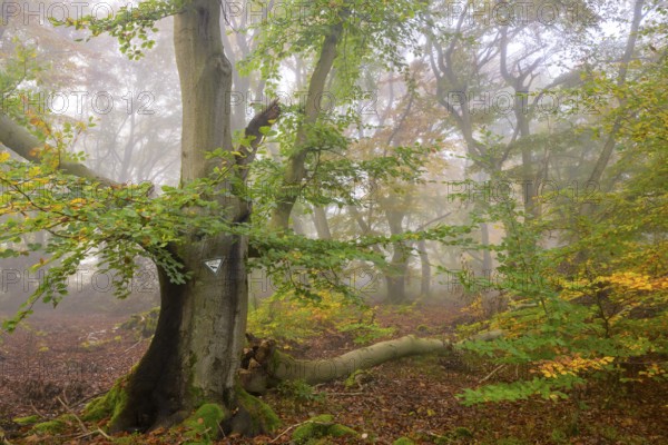 Dense forest with foggy atmosphere and autumnal colours of the leaves, Hutewald Halloh, Hesse,