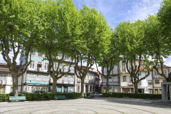 Trees around city park Jardim do Largo Condessa do Juncal, city centre of Guimaraes, northern