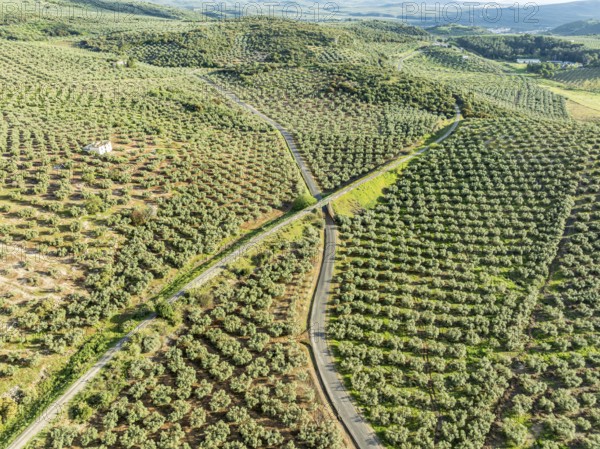 Cycle path Via Verde Del Aceite, old railroad track passes through olive fields, near village