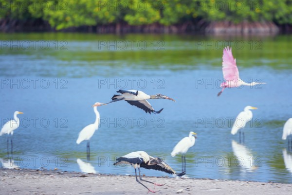 Wood Storks (Mycteria Americana) and Roseate Spoonbill (Platalea ajaja) in flight, Sanibel Island,