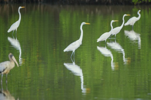 Great white egrets (Ardea alba) looking for food in a pond, Sanibel Island, J.N. Ding Darling