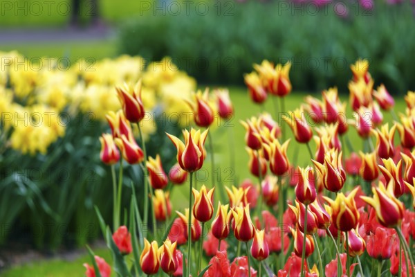 Bicoloured tulips (Tulipa), colourful tulip bed, red and yellow, Keukenhof gardens, Lisse,