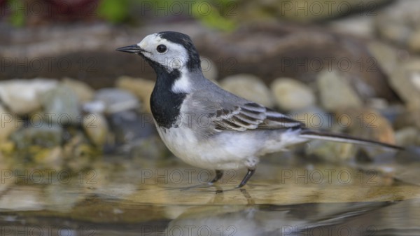 White wagtail (Motacilla alba), male bathing, biosphere reserve, Swabian Alb, Baden-Württemberg,