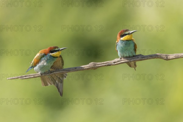 European bee-eater (Merops apiaster) on a branch during the breeding season in spring. Jechtingen,