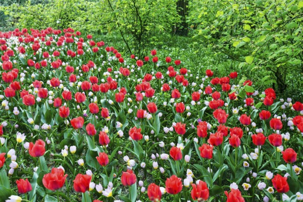 Different coloured tulips (Tulipa), colourful tulip bed, Keukenhof gardens, Lisse, Bollenstreek,
