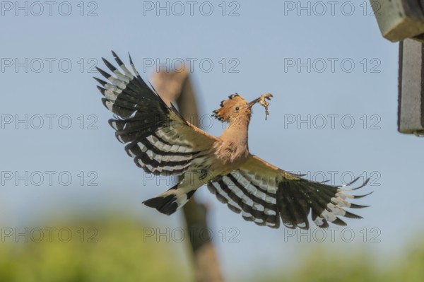 A Eurasian hoopoe (Upupa epops) arrives at the nest box in flight with open wings. Burkheim am
