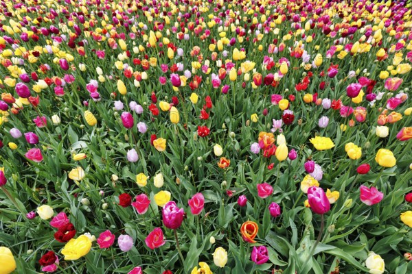 Different coloured tulips (Tulipa), colourful tulip bed, Keukenhof gardens, Lisse, Bollenstreek,