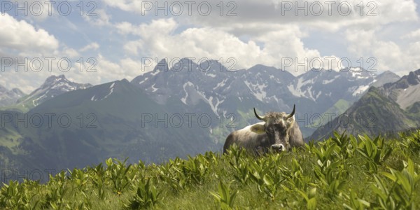 Allgäu brown cattle (Bos primigenius taurus) on the Fellhorn, behind them the Allgäu main ridge